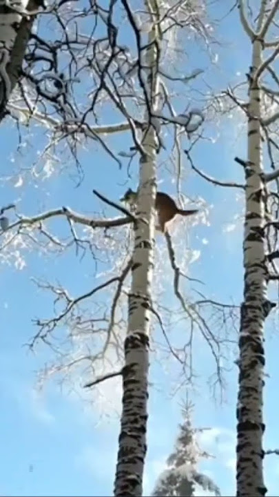 KILLSHOT. ARCHERY MOUNTAIN LION