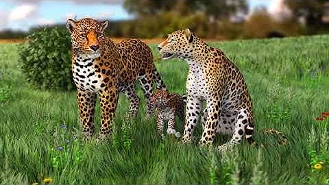 Leopard 3d Animation - Leopard Quality Assurance