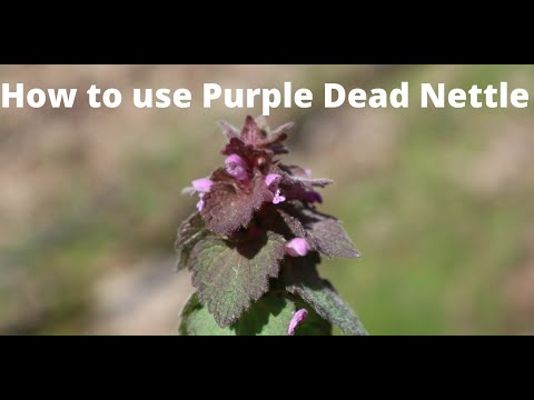 Video: Purple Deadnettle деген эмне - Deadnettle отоо чөптөрдү башкаруу жөнүндө билип алыңыз