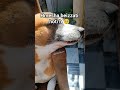 koi to roko 🥹 #shorts #petsrule #shortvideos #funny #comedy #viralvideos #cute #funnyvideos #dabbu