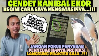 HERE'S HOW TO OVERCOME IT ⁉️ CANNIBAL CENDET, JUST TREAT IT LIKE THIS SO IT RECOVERS QUICKLY