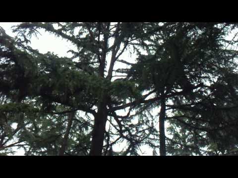 tall cedar trees--მარალი კედრის ხეები