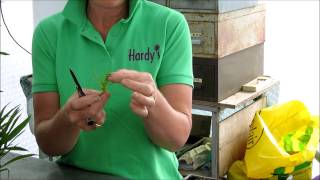 Hardy's Gardening Advice - Rosy Hardy on Penstemon Cuttings (August 2014)