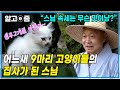 9마리 고양이들의 템플스테이! 그 뒤를 쫓아다니는 아홉 마리의 집사이자 사찰의 스님의 사찰에서의 육묘 일기│고양이를 부탁해│알고e즘