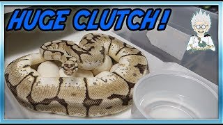 MY BALL PYTHON LAID ZEBRA EGGS! (...hopefully)