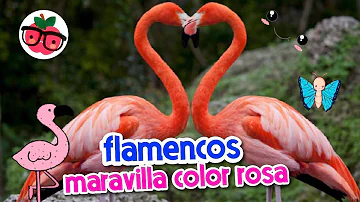 ¿A qué edad los flamencos se vuelven rosados?