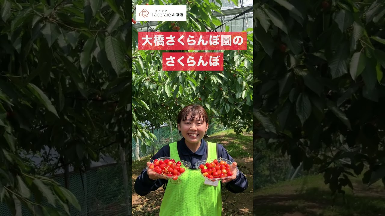 2種の大粒生さくらんぼ24粒｜空知 大橋さくらんぼ園｜さくらんぼ