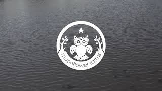 Moonflower Farms Hydroponic Urban Farm in Houston,Tx - Growing Microgreens, Living Lettuces & Herbs