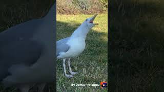 Download Lagu #burung camar (suara panggilan burung camar) MP3 Download Lagu #burung camar (suara panggilan burung camar) MP3