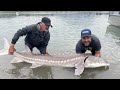 Sturgeon Fishing on the Fraser River