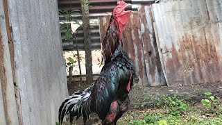 SUARA KOKOK AYAM JUARA,! AYAM PAKHOY SUPER ISTIMEWA | ROOSTER SOUND CROWING