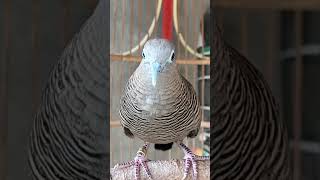 Suara burung merpati sangat istimewa, 100% otomatis #shorts