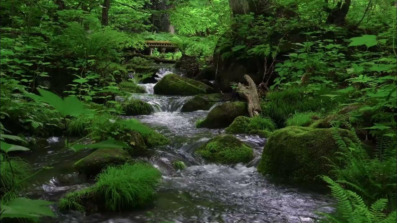 Relaxing Nature Sounds, Clear Green Forest Stream Flows, Birds Chirping Relaxing Nature Sounds, Clear Green Forest Stream Flows, Birds Chirping
