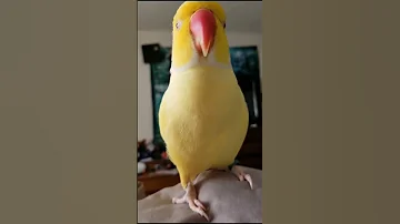 THE TALKING PARROT Yellow Cute Ringneck Talking Bird 