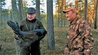 Глухарь на току. Охота по перу.