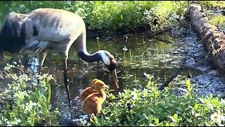 A CO TO ZA KURCZACZKI W ŚRODKU LASU? / WHAT ARE THESE CHICKS IN THE MIDDLE OF THE FOREST?