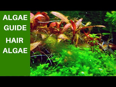 Hair Algae in Aquarium! THE ALGAE GUIDE EPISODE #6