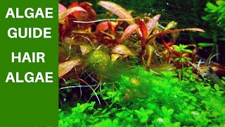 Hair Algae in Aquarium! THE ALGAE GUIDE EPISODE #6