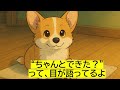 【子犬 トイレ】トイレの成功って、ちゃんと見ててくれてる?