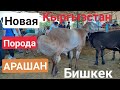 Ярмарка АРАШАНской породы овец || Новоя порода в Кыргызстане