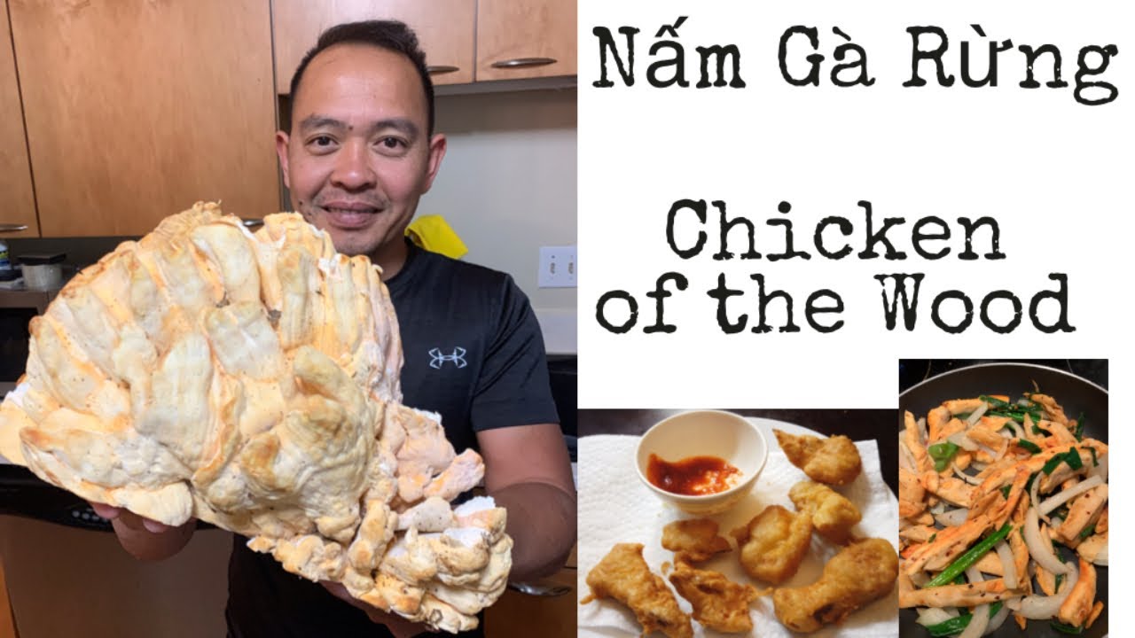 Lần Đầu Tiên Ăn Nấm Gà Rừng - Chicken of the Wood Mushroom - YouTube