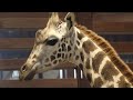 Спустя 20 лет: в харьковский зоопарк привезли жирафенка Дему - 02.06.2021