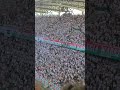 Legia Warsaw vs Motor Lublin 🇵🇱 Incredible Ekstraklasa Atmosphere! ⚽🔥