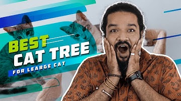 Top 5 Best Cat Tree for Large Cat [ Review in 2024 ]