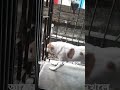 when see stranger #doglover #funnydog #dog #cute #pets