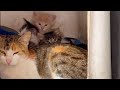 Mother cat purrs to her kittens