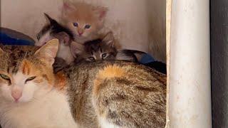 Mother cat purrs to her kittens