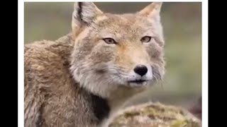 The Tibetan Fox is WIERD LOOKING and I Don’t Know Why🫣 #PatGeo