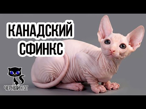 ✔ Канадский сфинкс –  добродушная и ласковая кошка, не имеющая шерсти