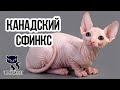 Канадский сфинкс / Интересные факты о кошках