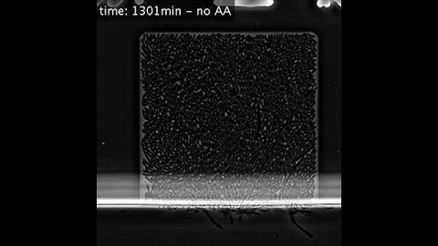 Time-lapse microscopy: phase images of E. coli cells growing in a microfluidic device for 24h