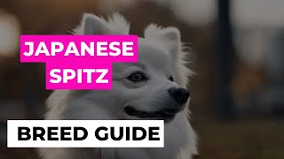 Japanese Spitz: A Complete Breed Guide #pet #breed #dogs