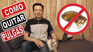How to eliminate FLEAS from my CAT effective home remedy