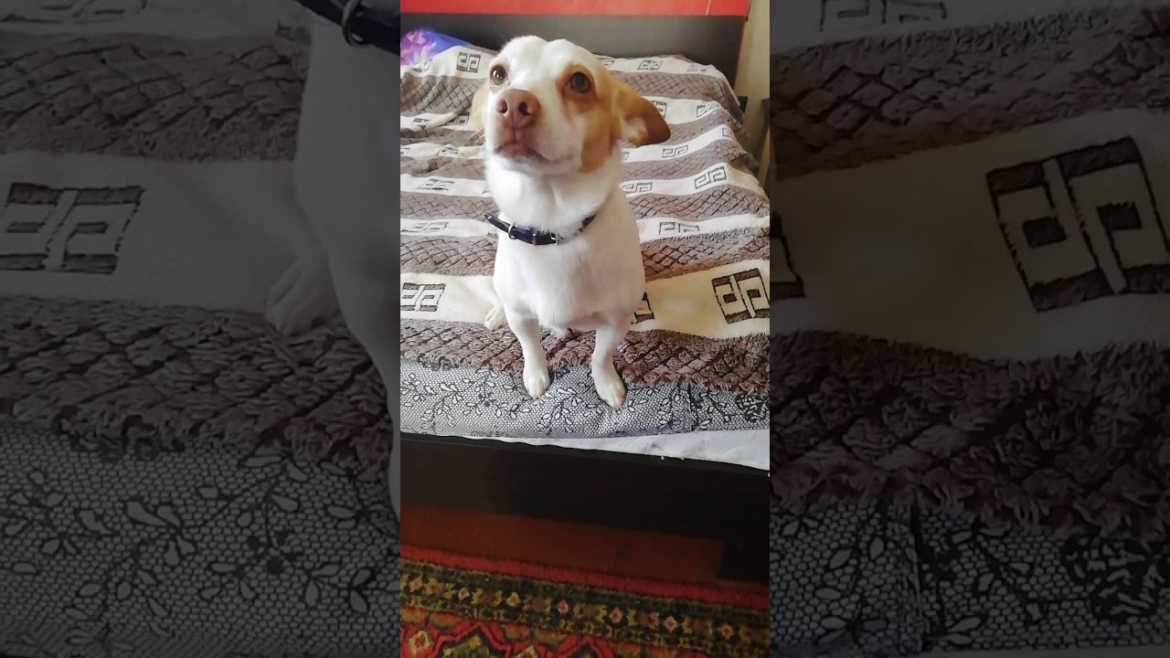 Вейп GeekVape Aegis Boost POD + RBA