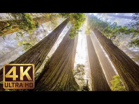 Video: Prairie Creek Redwoods State Park: To'liq qo'llanma