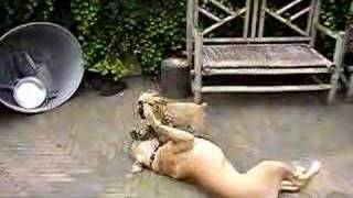 Marboella Chakari & Cabaret Buddha