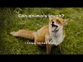 Can animals laugh?