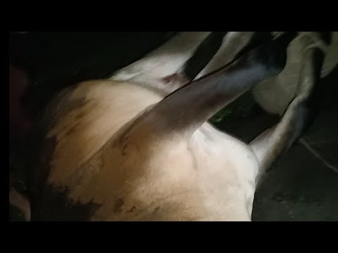 Injured mama and baby cow inseparable: rescued By Chi Kha kh 2020 to my ...