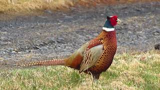 Male Pheasant