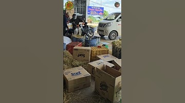 Đóng gói mãng cầu xiêm