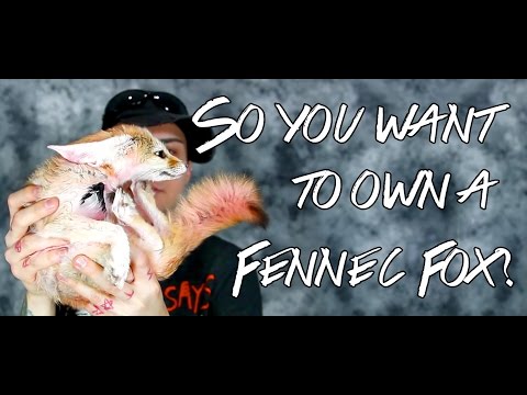 Do You Want To Own A Fennec Fox?