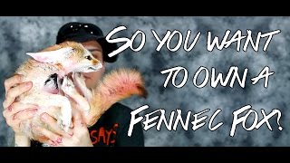 Do You Want To Own A Fennec Fox?