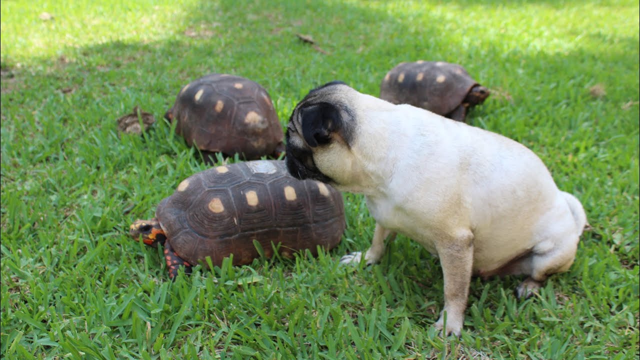 shadowsocks account My New Redfoot Tortoises ( Why You Shouldn’t Use Tainted Mulch)