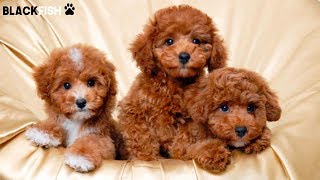 The little puppies of Toy Poodle