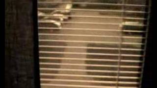 Paranoid by TheCatsPyjaaaamas 27,766 views 16 years ago 1 minute, 12 seconds