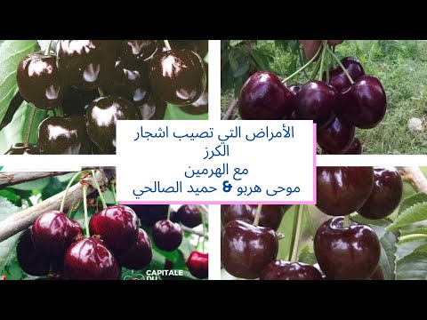 فيديو: أمراض الكرز البرقوق ومكافحتها